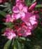 Adelfa enana ........ ( Nerium oleander 'Nana' )