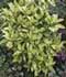 Aucuba japonica 'Crotonifolia' ........ ( Aucuba, Laurel manchado )