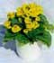 Calceolaria herbeohybrida ........ ( Calceolaria, Zapatitos de Venus, Zapatito de Venus, Zapato de Venus, Zapatilla de Venus, Zapatito de la Virgen, Capachito, Flor zueco )