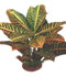 Croton ........ ( Codiaeum variegatum )