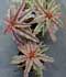 Cryptanthus spp. ........ ( Criptantus )