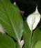Spathiphyllum wallisii ........ ( Espatifilo, Cuna de Moisés, Bandera blanca )