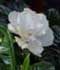 Gardenia jasminoides ........ ( Gardenia, Jazmín del Cabo )