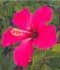 Hibiscus rosa-sinensis ........ ( Hibisco, Hibiscos, Rosa de China, Hibiscu, Pacífico, Cardenales, Flor del beso )