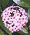 Flor de cera ........ ( Hoya carnosa )