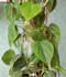 Filodendro ........ ( Philodendron scandens )
